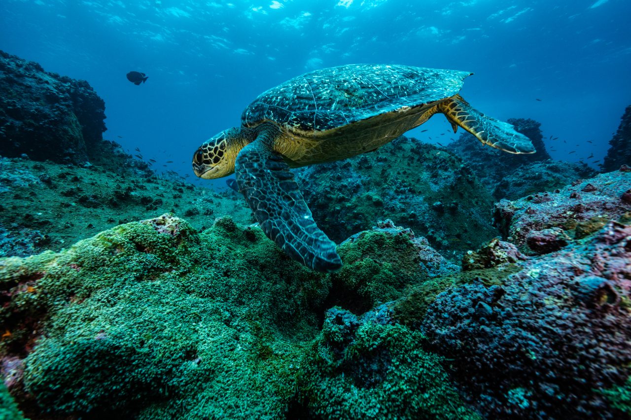 A green sea turtle is surrounded by fish in the abundant waters of Wolf Island