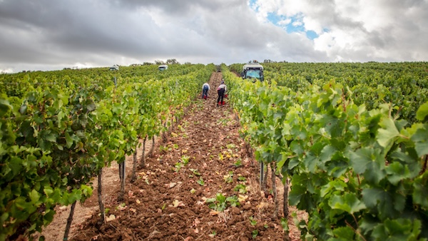 Italian winemaking pioneer Lodovico Antinori on his latest venture—Lodovico Wine—and shaping the reputation of Tuscan fine wine.